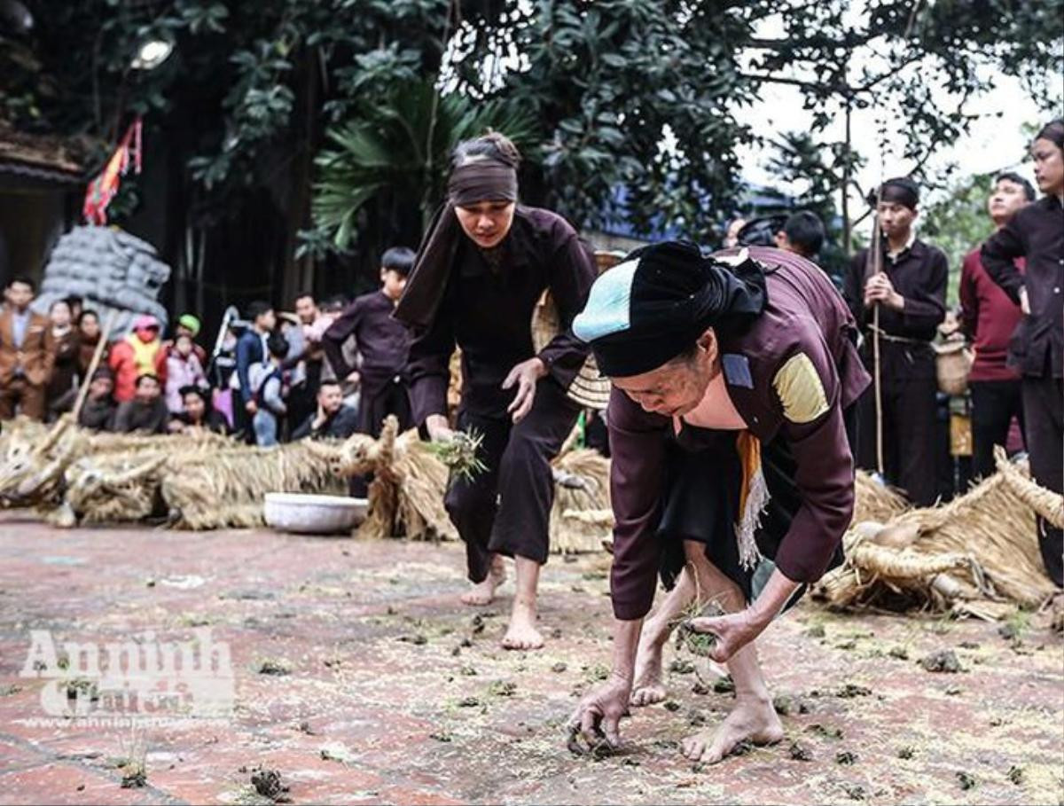 Đầu xuân xem người đội trâu rơm đi cày, trai giả gái tung trấu gieo mạ Ảnh 17