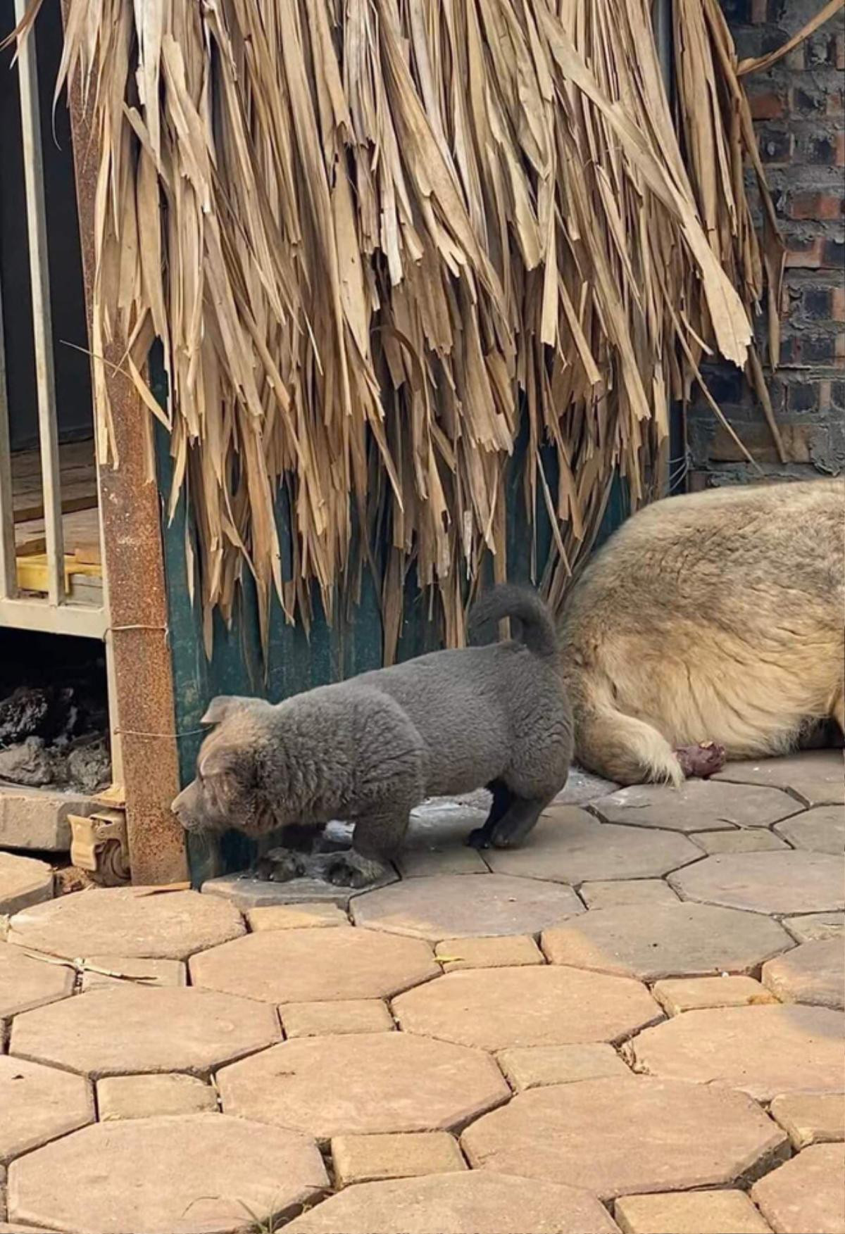 Chú chó bất ngờ trở thành hiện tượng mạng: Chân ngắn, mặt lại thái độ 'lồi lõm' nhưng ai cũng gọi là 'idol' Ảnh 7