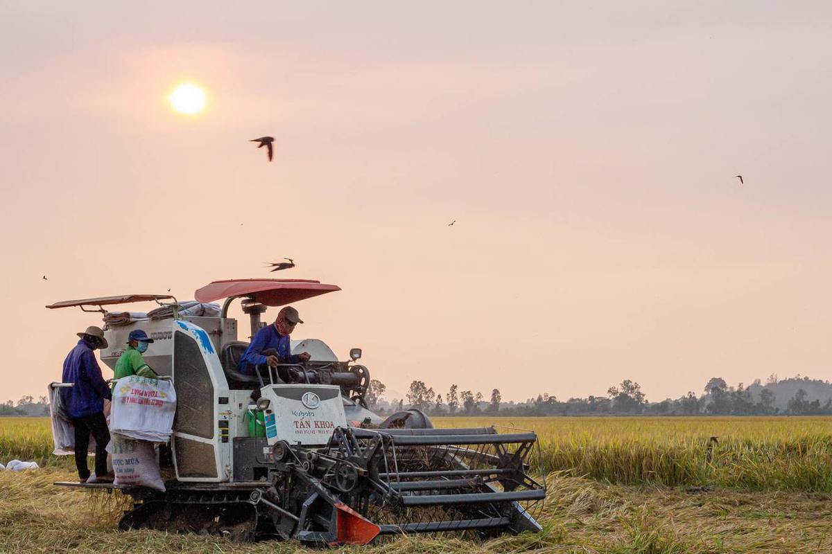 Nông dân miền Tây vào mùa gặt Ảnh 1