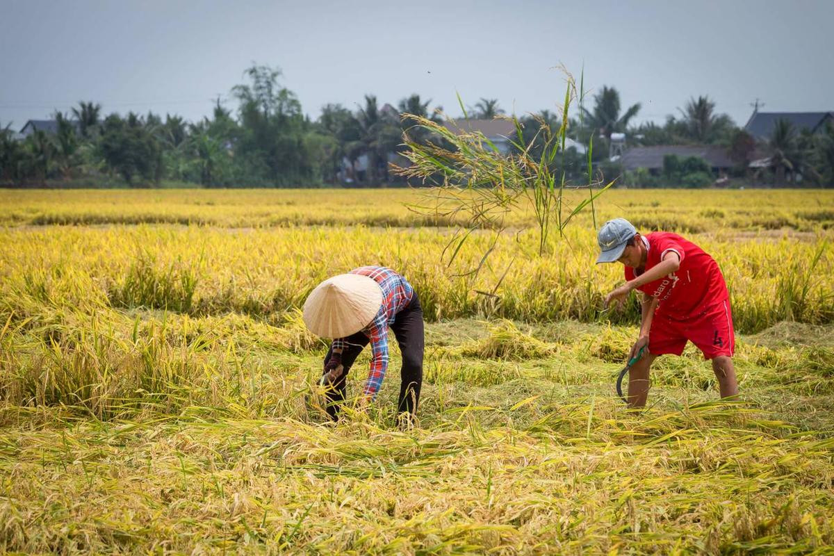 Nông dân miền Tây vào mùa gặt Ảnh 4