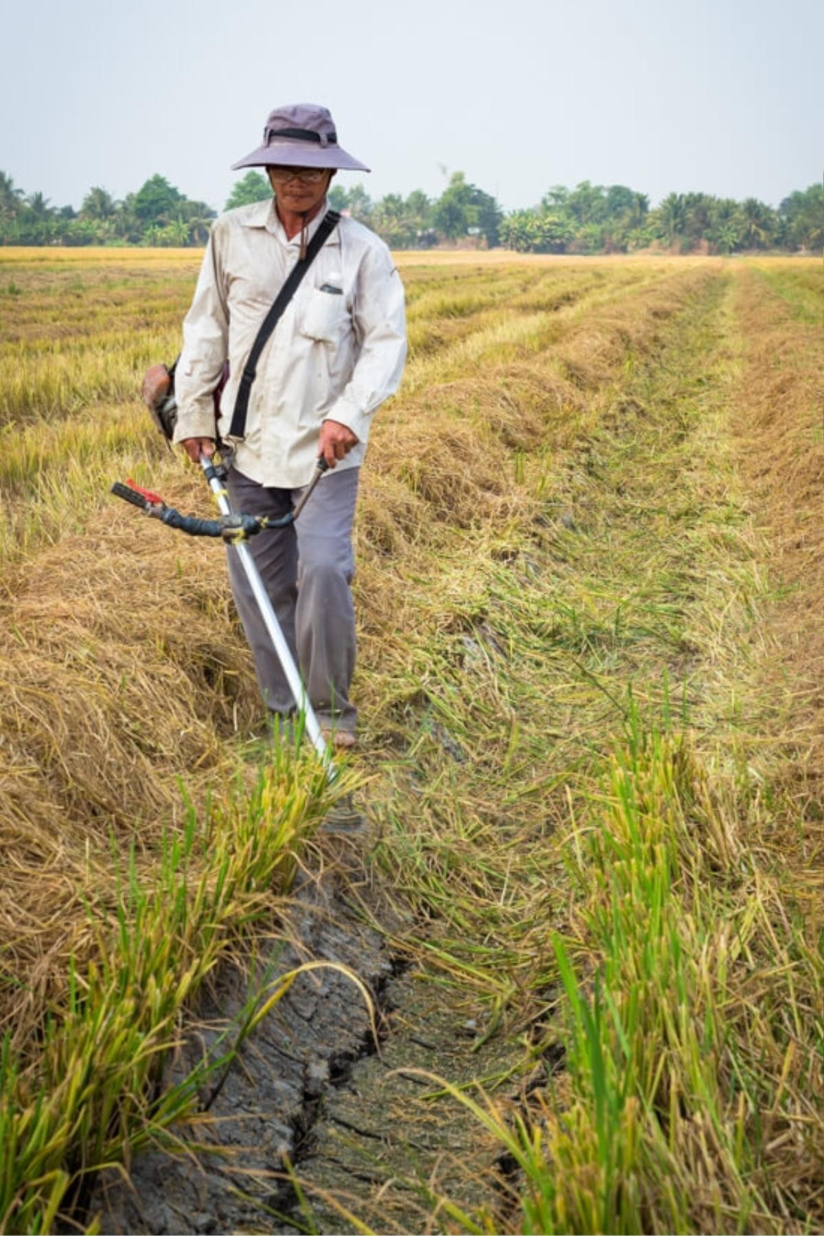 Nông dân miền Tây vào mùa gặt Ảnh 6