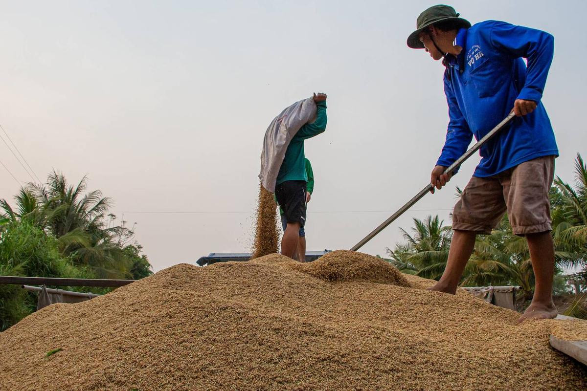 Nông dân miền Tây vào mùa gặt Ảnh 8