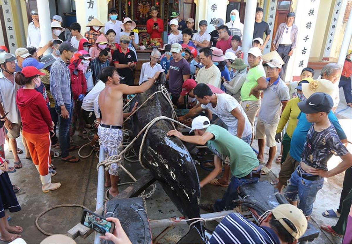 Người dân Nha Trang an táng cá voi nặng hơn 1 tấn dạt vào bờ biển Ảnh 1