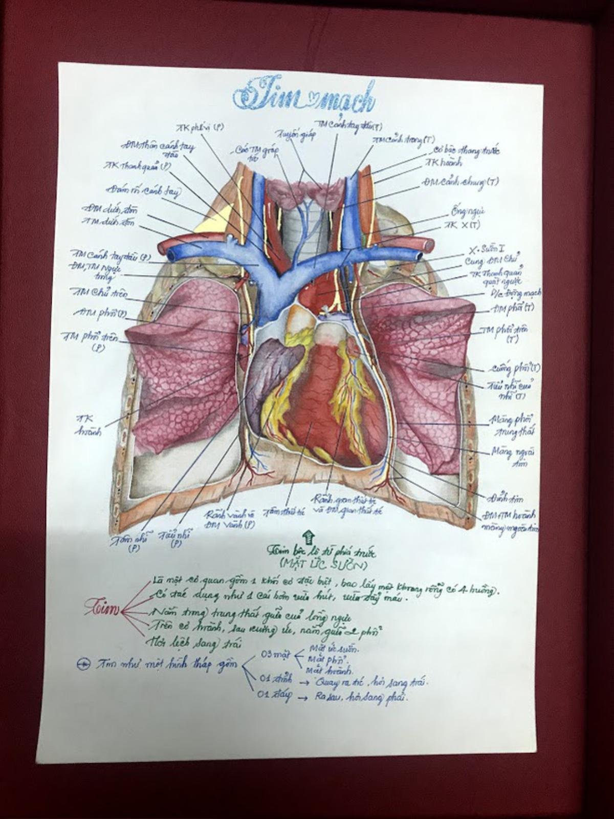 Nam sinh ngành Y gây 'sốt' với bộ ảnh vẽ bộ phận cơ thể người chân thực đến mức khó tin Ảnh 2