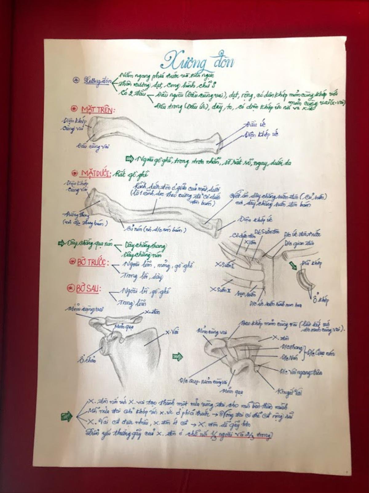 Nam sinh ngành Y gây 'sốt' với bộ ảnh vẽ bộ phận cơ thể người chân thực đến mức khó tin Ảnh 8