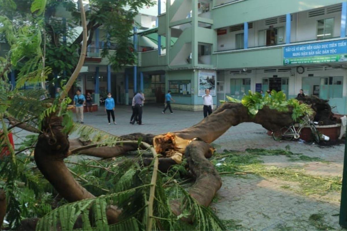 Cây phượng bật gốc trong sân trường khiến 1 học sinh tử vong Ảnh 1