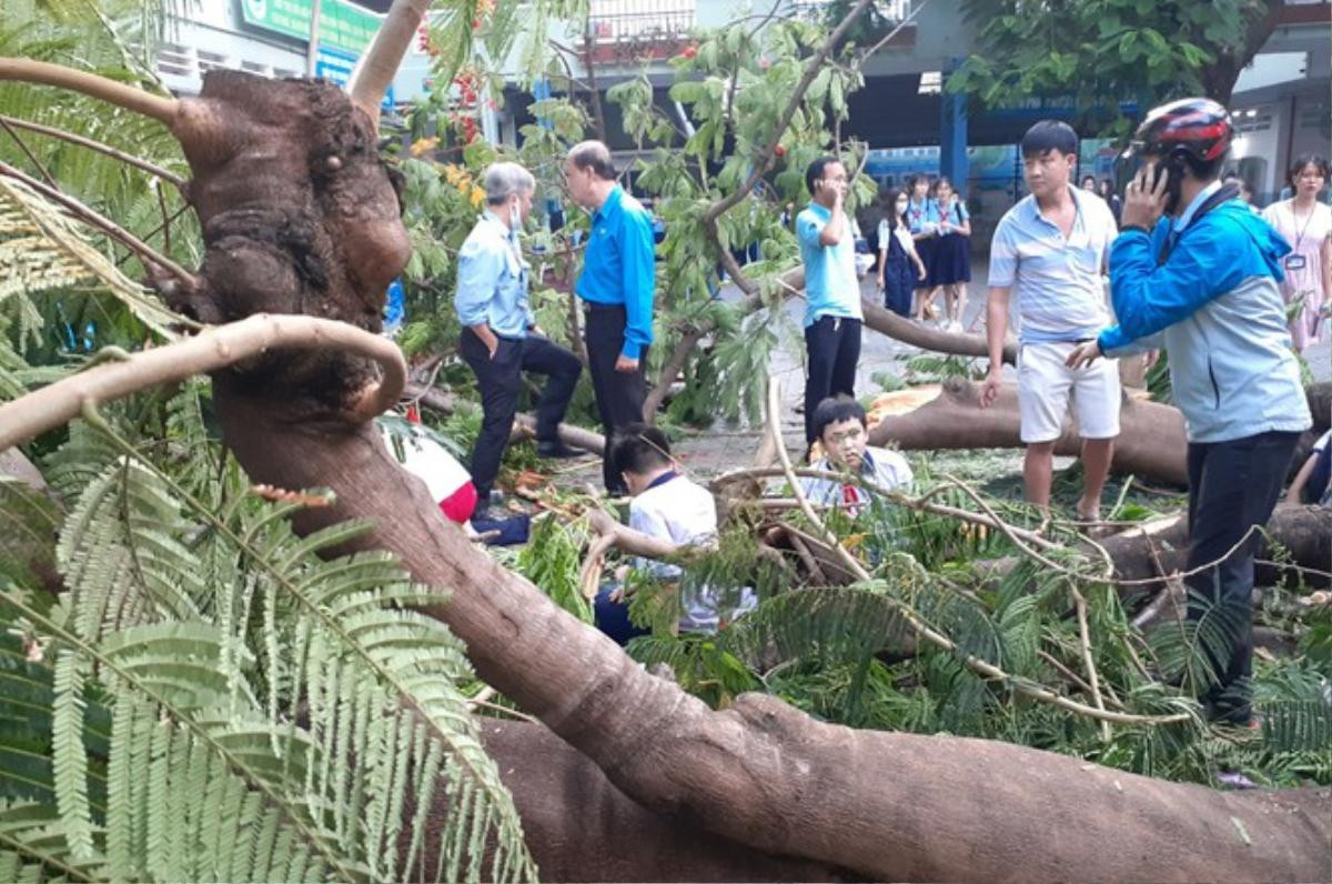 Thông tin chính thức vụ cây đổ trong trường khiến nhiều học sinh thương vong: Hiệu trưởng nhận trách nhiệm Ảnh 1