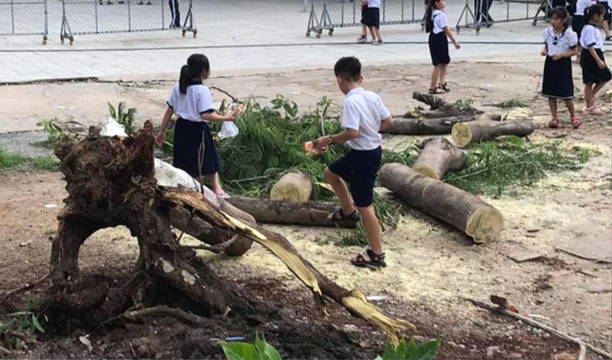 Một cây phượng bất ngờ bật gốc ngã đổ trong trường Tiểu học ở Bình Dương Ảnh 2