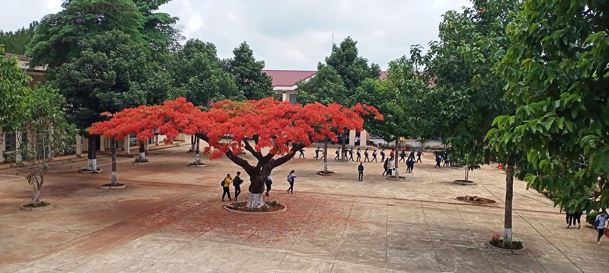 Sau vụ phượng vĩ đổ, một trường học ở Gia Lai quyết định 'niêm phong' cây phượng đẹp nhất trong sân trường Ảnh 2