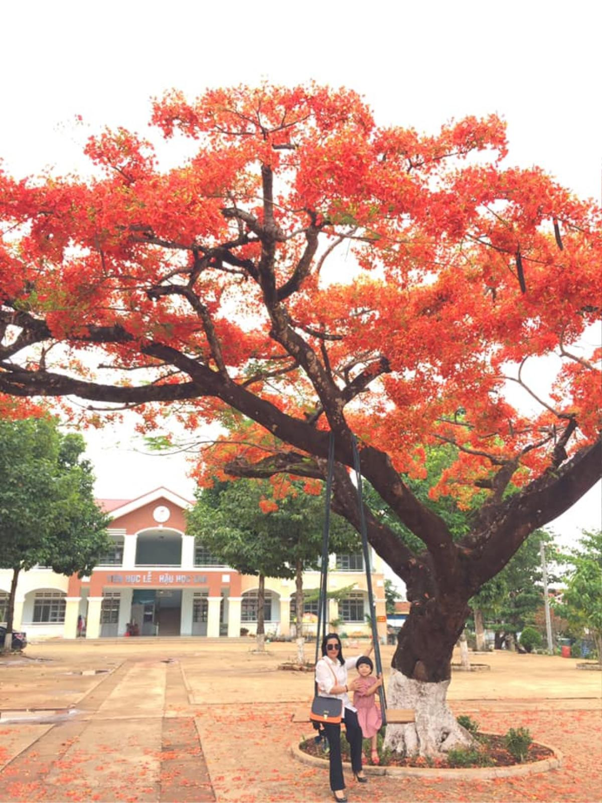 Sau vụ phượng vĩ đổ, một trường học ở Gia Lai quyết định 'niêm phong' cây phượng đẹp nhất trong sân trường Ảnh 4