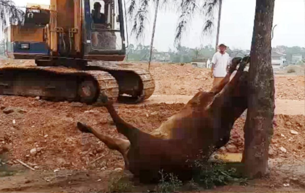 Điều tra vụ 4 con bò bỗng lăn ra chết bất thường, nghi bị người lạ đầu độc Ảnh 1