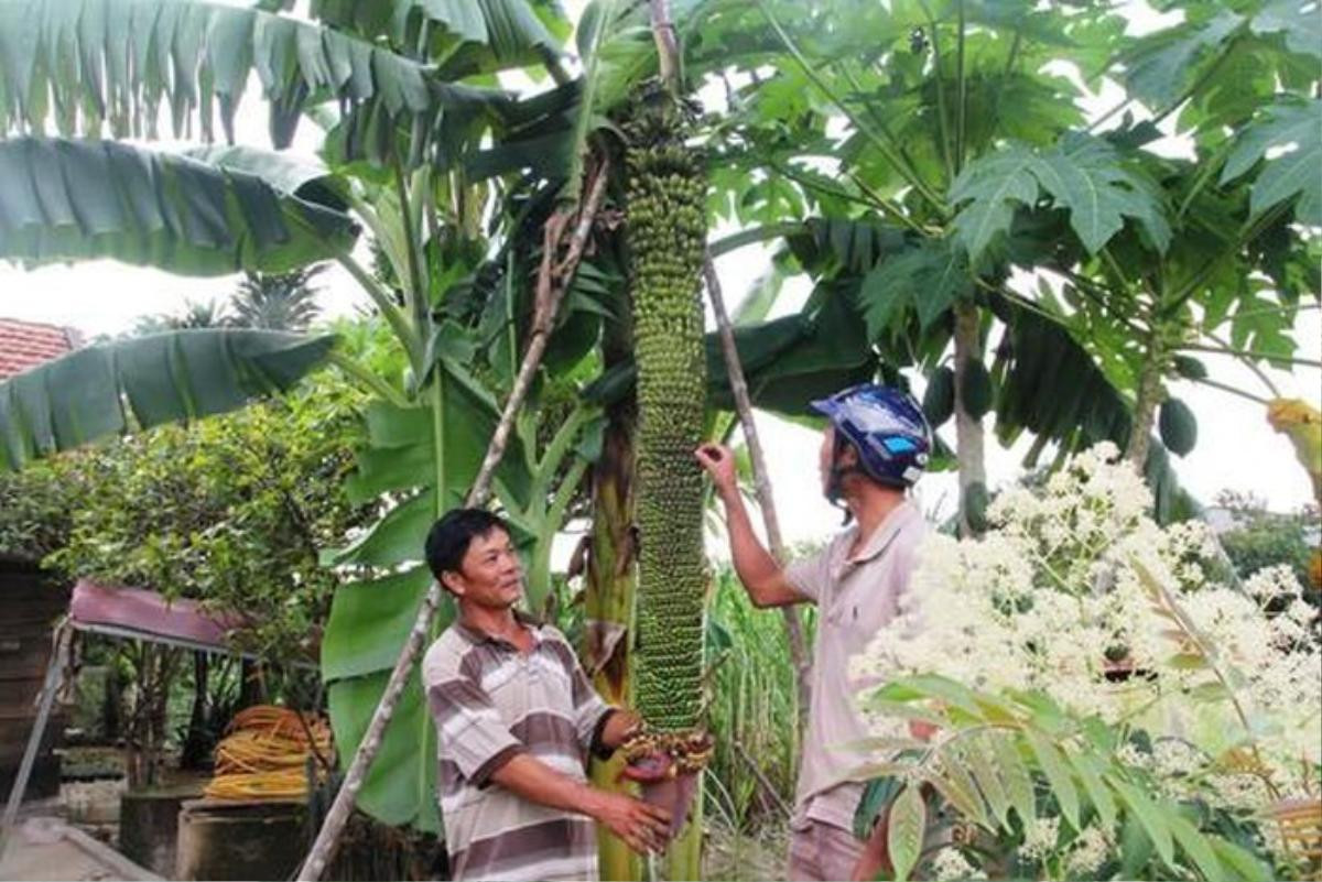 Cây chuối trổ hơn 100 nải ở Quảng Ngãi, người dân hiếu kỳ kéo đến chiêm ngưỡng Ảnh 2