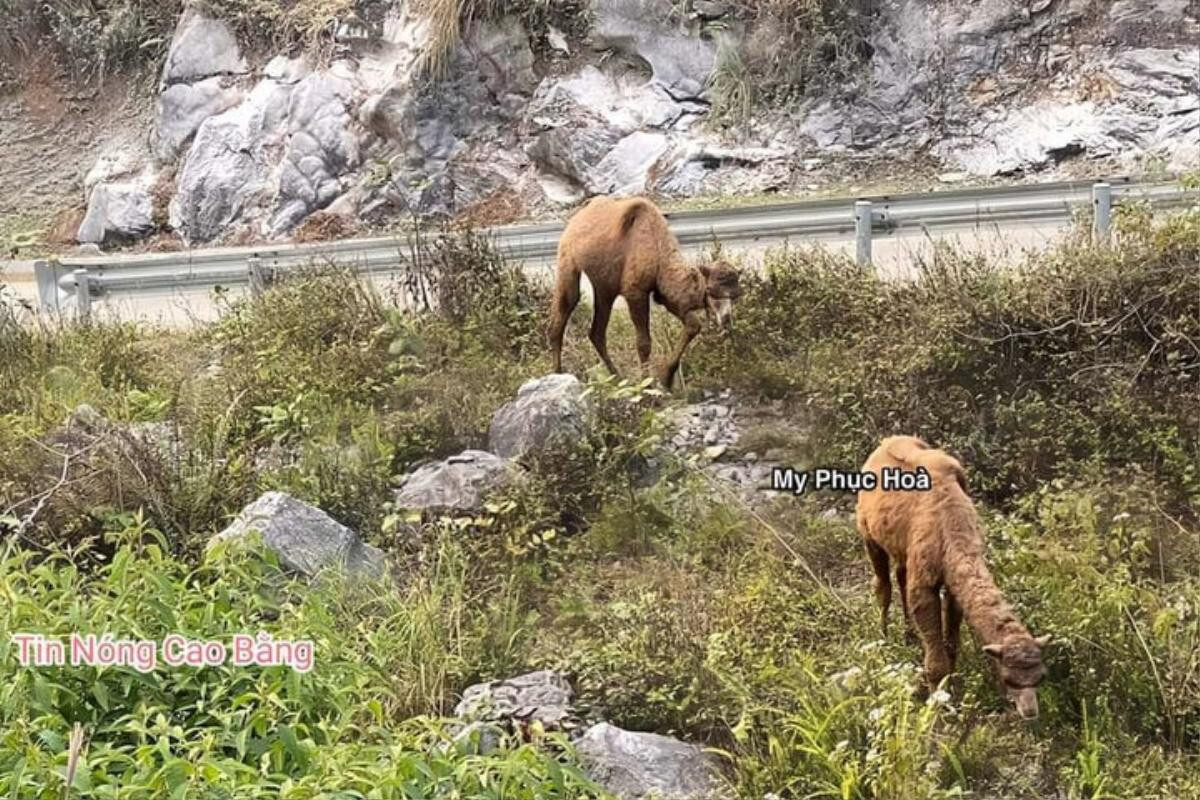 Sau chuột túi, xôn xao hình ảnh 2 con lạc đà 'lạc lối' ở Cao Bằng Ảnh 1