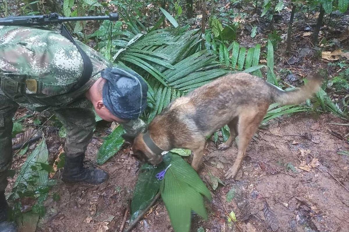 4 đứa trẻ sống sót diệu kỳ trong rừng rậm Colombia suốt 2 tuần sau tai nạn máy bay Ảnh 1