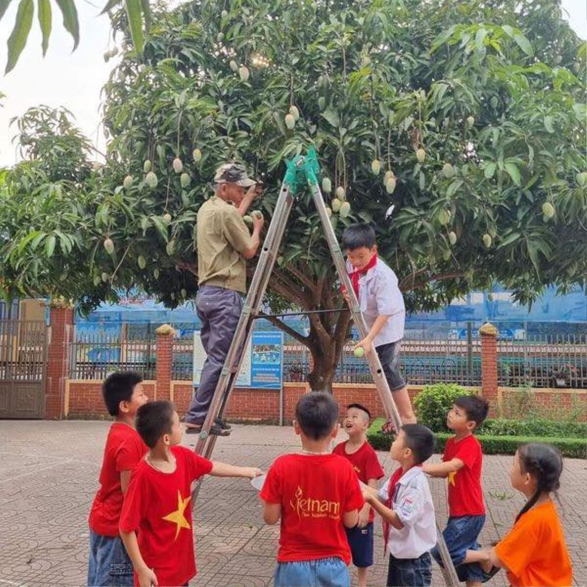 Thầy cô giáo hái xoài ngay trong khuôn viên trường tặng cho học trò ở buổi lễ tổng kết năm học Ảnh 4