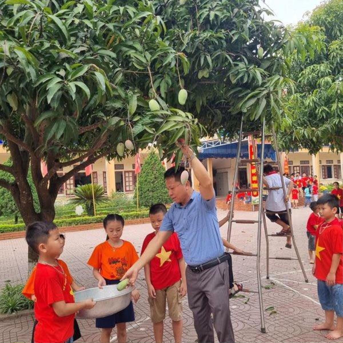 Thầy cô giáo hái xoài ngay trong khuôn viên trường tặng cho học trò ở buổi lễ tổng kết năm học Ảnh 2