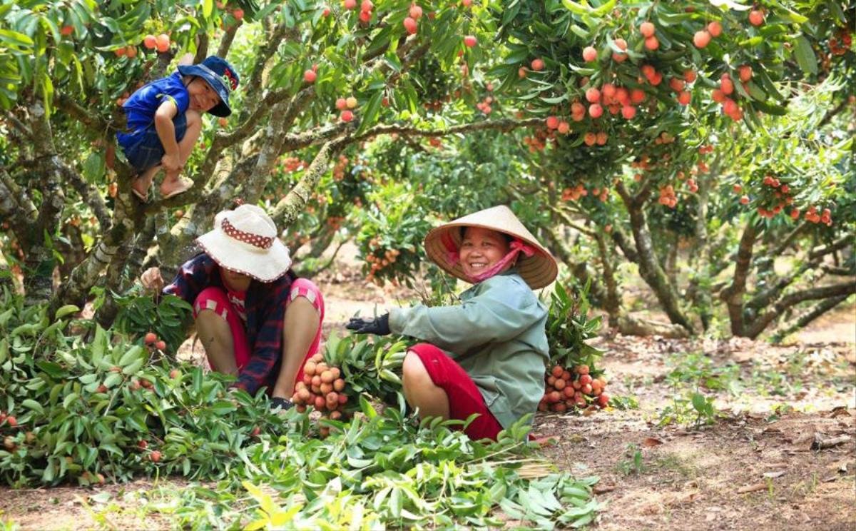 Thay vì mua cân, người tiêu dùng rộ mốt mua cả cây vải thiều ăn cho đỡ 'nghiện' Ảnh 2