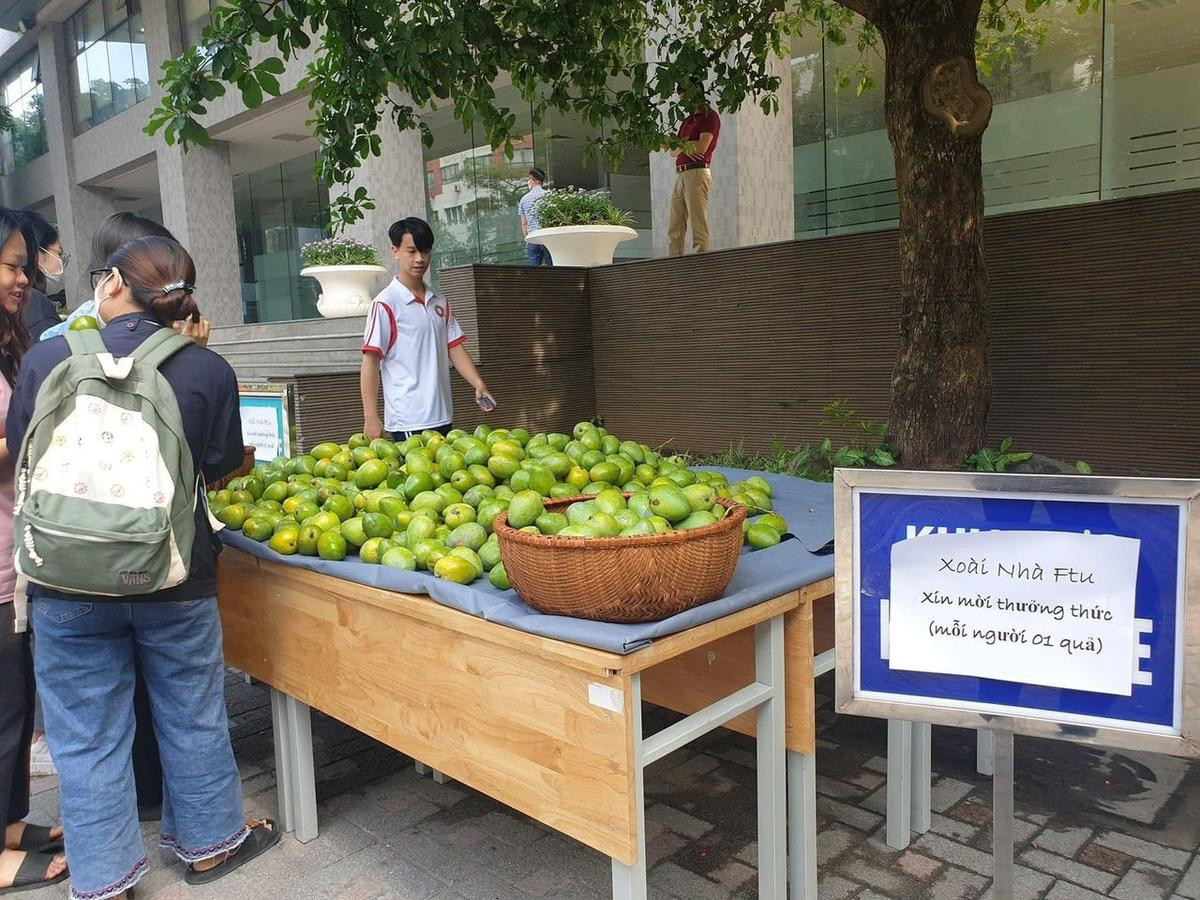 Chuẩn 'trường nhà người ta', Đại học Ngoại thương Hà Nội tặng xoài 'của nhà trồng' cho sinh viên Ảnh 3