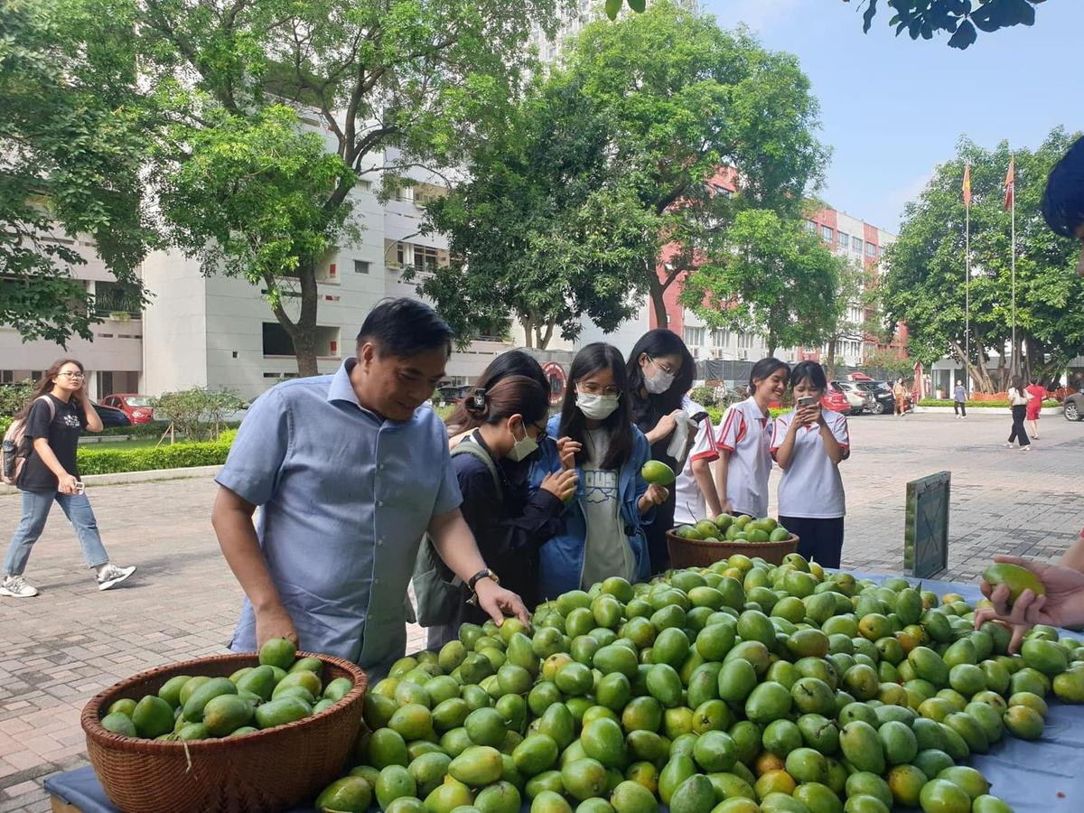 Chuẩn 'trường nhà người ta', Đại học Ngoại thương Hà Nội tặng xoài 'của nhà trồng' cho sinh viên Ảnh 2