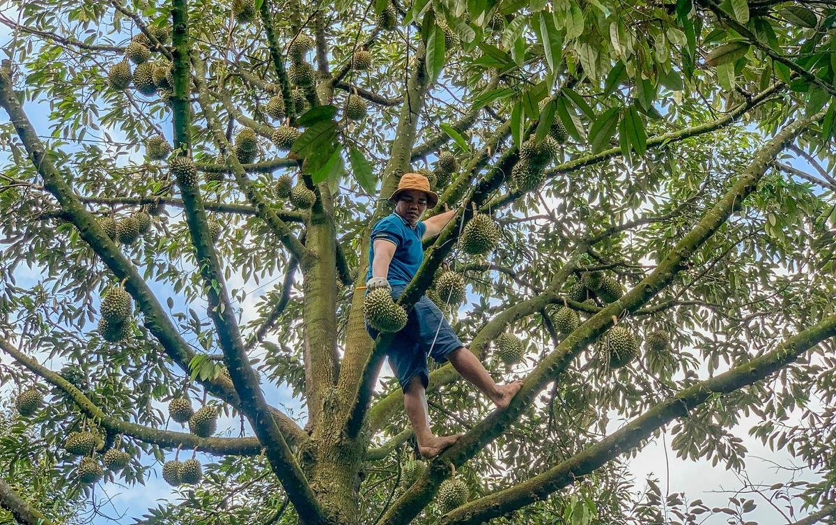 Nghề độc lạ ở Sóc Trăng: Cầm dao đi 'gõ' sầu riêng, kiếm tiền triệu mỗi ngày Ảnh 2