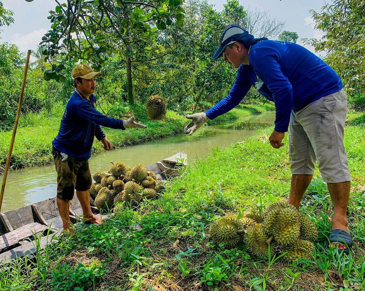 Nghề độc lạ ở Sóc Trăng: Cầm dao đi 'gõ' sầu riêng, kiếm tiền triệu mỗi ngày Ảnh 1