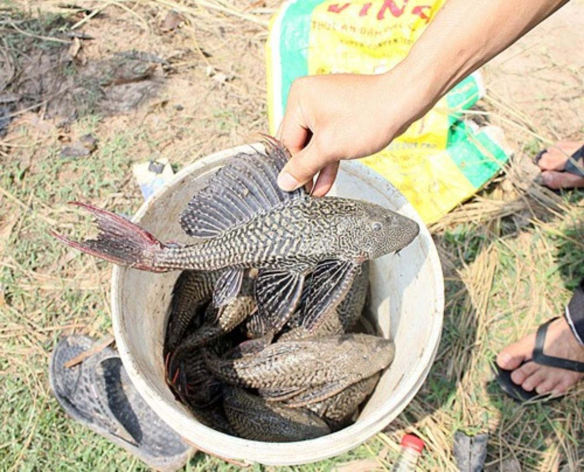 Gia đình khó khăn, bé gái ngoan hiền bắt cá lau kính ăn rồi tử vong thương tâm Ảnh 1