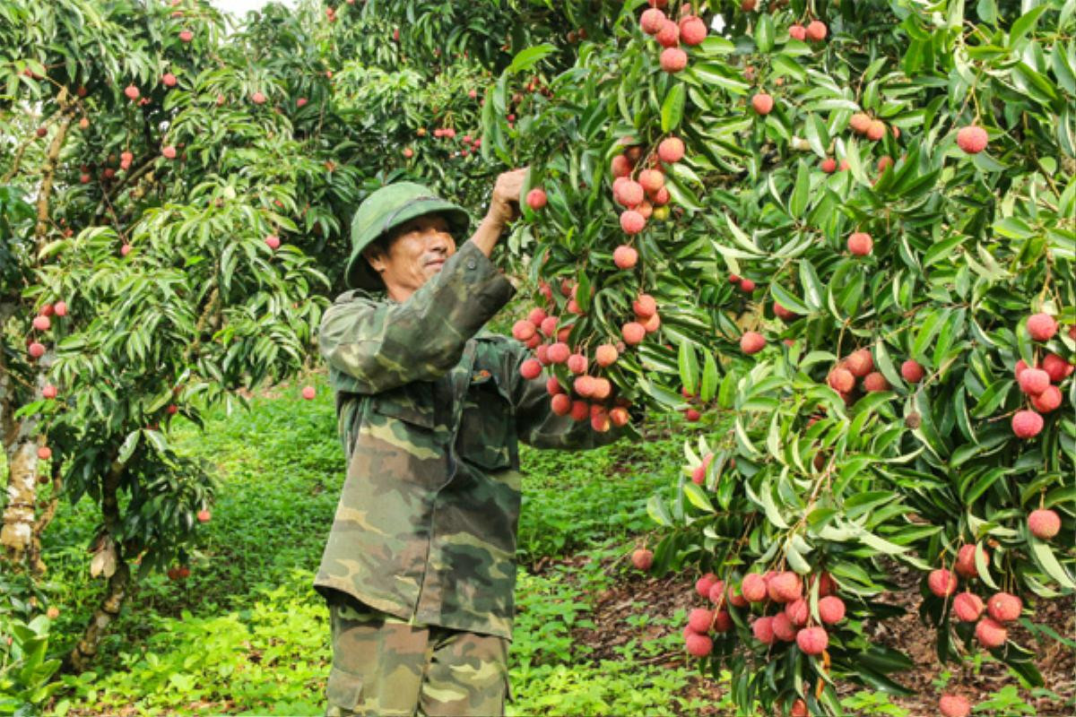 Nhờ loại trái cây đặc sản, một địa phương thu về 6.800 tỷ đồng chỉ trong 2 tháng Ảnh 2