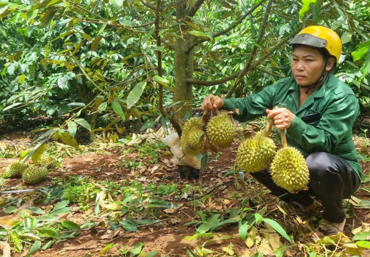 Rơi nước mắt nhìn vườn sầu riêng bị kẻ gian cạo trắng gốc Ảnh 1