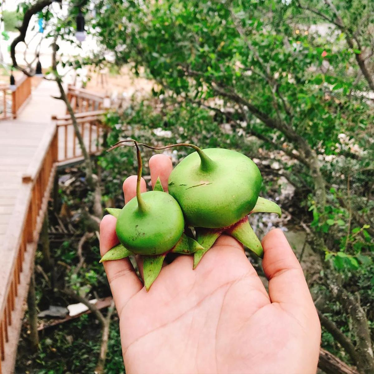 Loại quả vừa nghe tên đã thấy nghèo nhưng lại mang giá trị kinh tế cao Ảnh 2