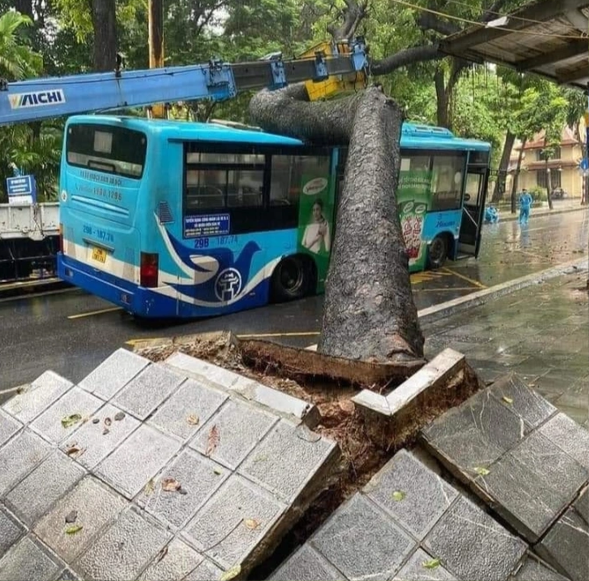 Cây cổ thụ bất ngờ bật gốc đè trúng xe buýt đang chạy giữa phố Hà Nội Ảnh 1