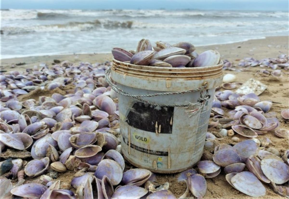 'Lộc biển' dạt vào bờ biển Hà Tĩnh dày đặc, người dân đổ xô đi nhặt Ảnh 2