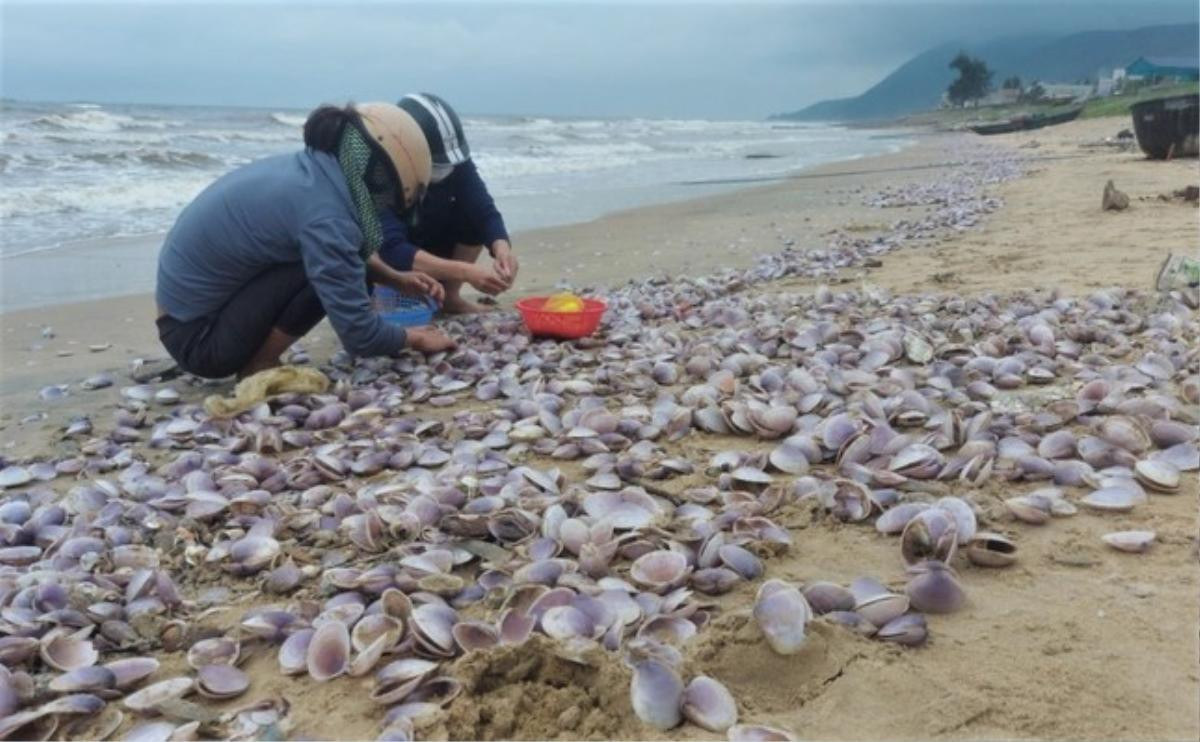 'Lộc biển' dạt vào bờ biển Hà Tĩnh dày đặc, người dân đổ xô đi nhặt Ảnh 1