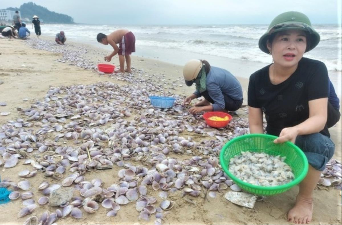 'Lộc trời' dạt vào bờ biển, bà con Hà Tĩnh đổ xô đi nhặt thu tiền triệu mỗi ngày Ảnh 5