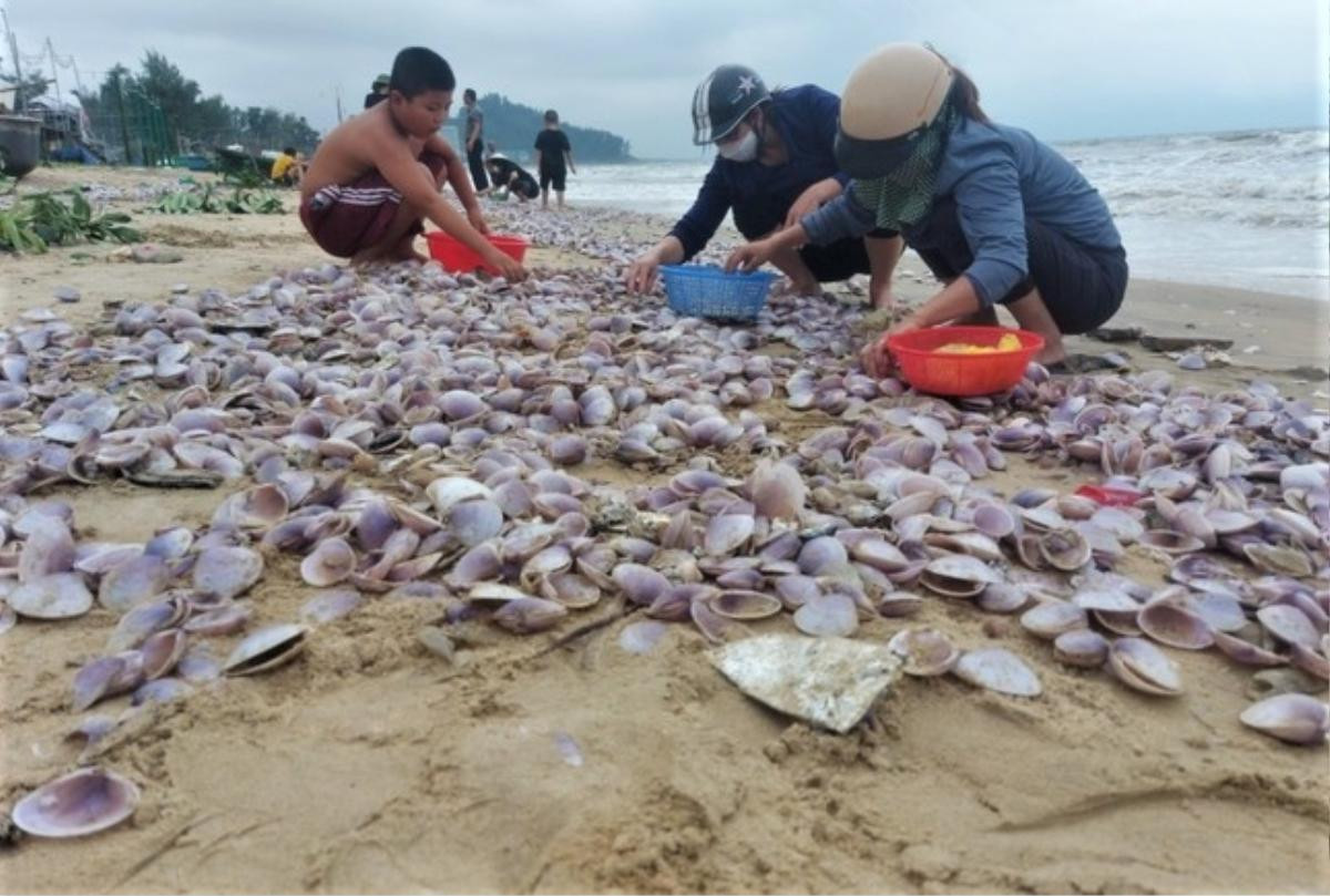 'Lộc trời' dạt vào bờ biển, bà con Hà Tĩnh đổ xô đi nhặt thu tiền triệu mỗi ngày Ảnh 4