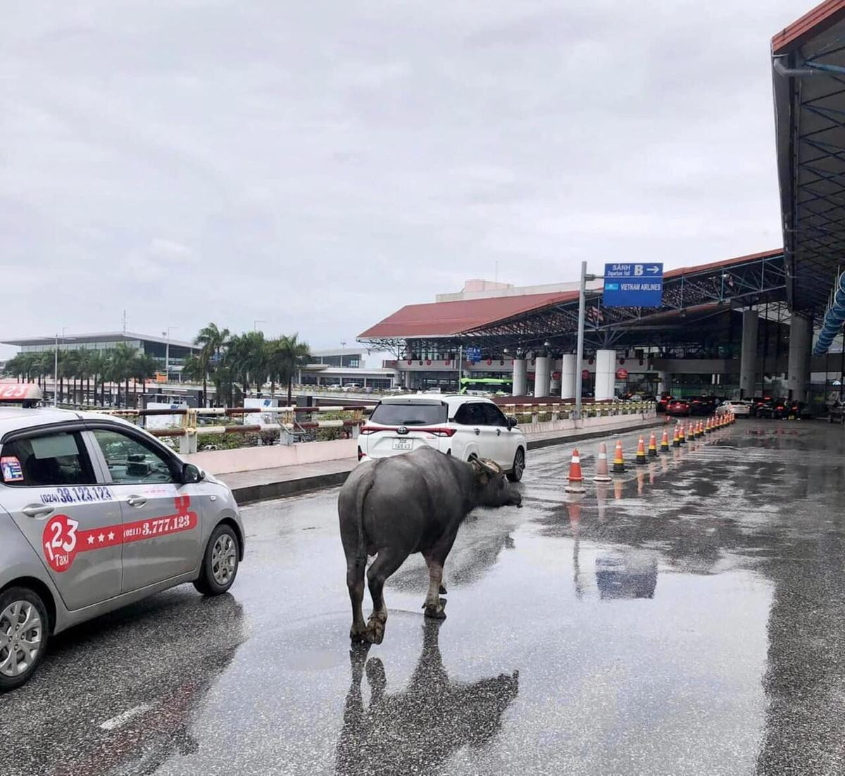 Hi hữu: Một con trâu xuất hiện nhà ga hành khách sân bay Nội Bài Ảnh 1