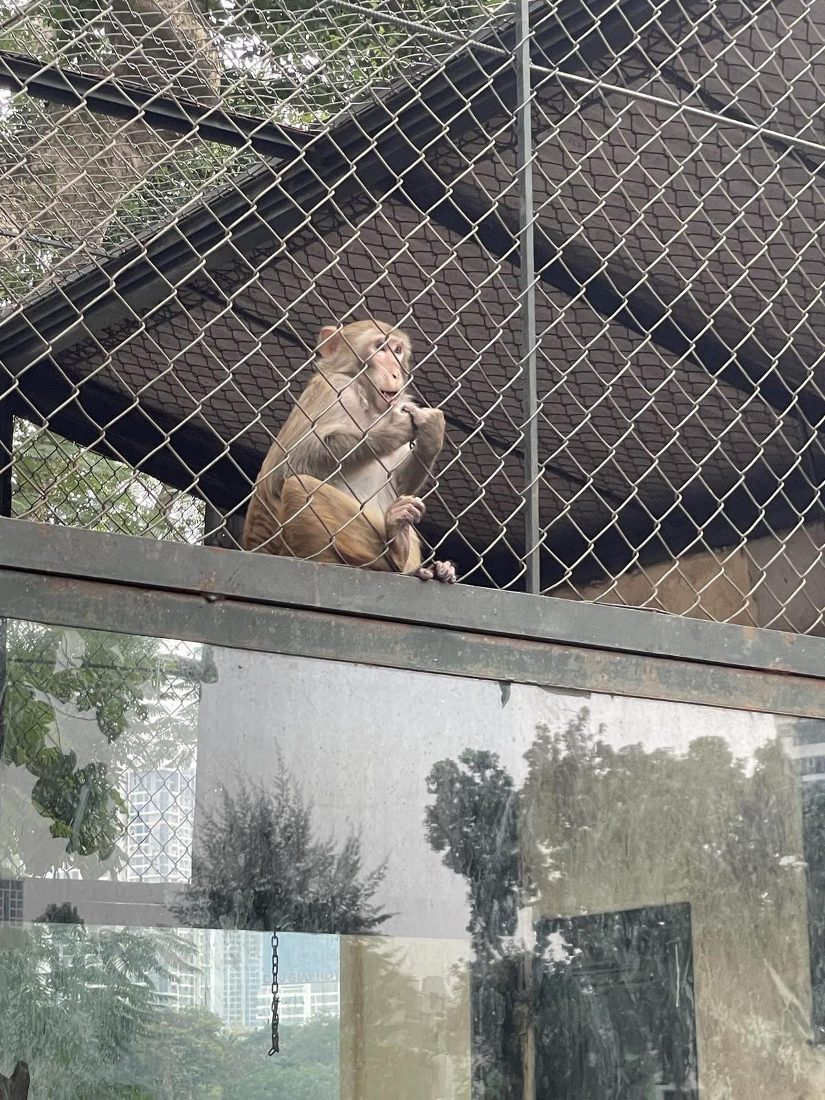 Sự thật bên trong sở thú Hà Nội những ngày rét 10 độ C: Động vật có 'co ro trong giá rét' như lời đồn? Ảnh 10