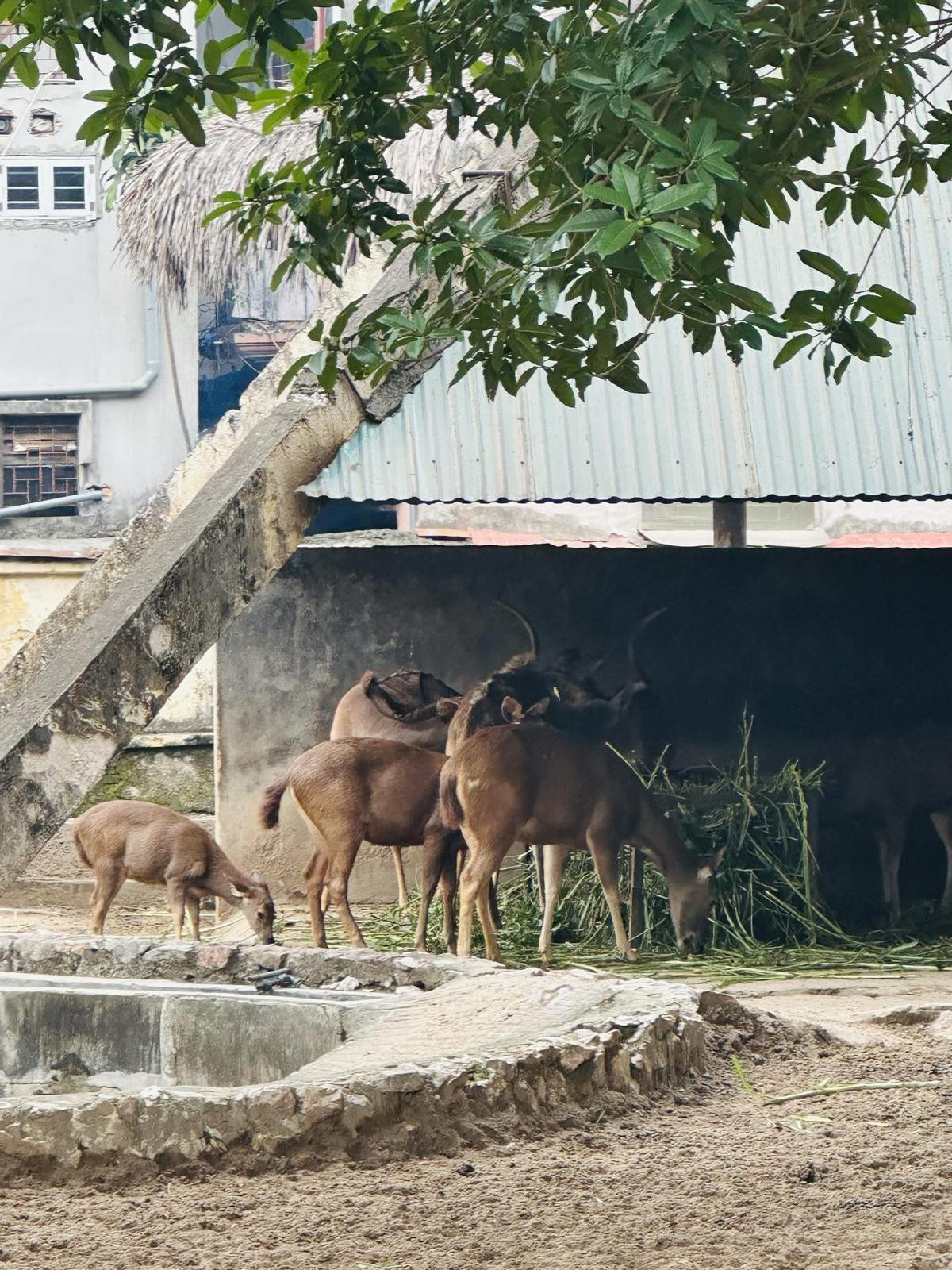 Sự thật bên trong sở thú Hà Nội những ngày rét 10 độ C: Động vật có 'co ro trong giá rét' như lời đồn? Ảnh 8