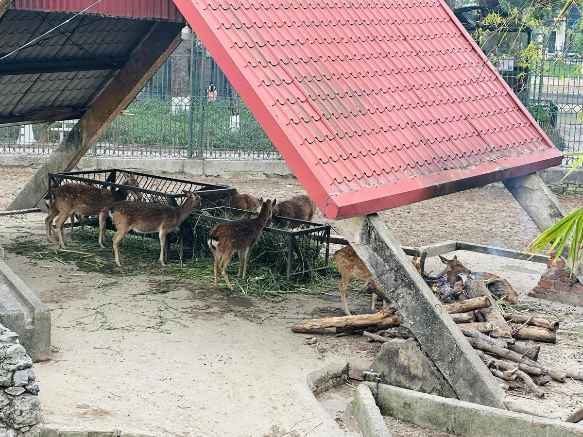 Sự thật bên trong sở thú Hà Nội những ngày rét 10 độ C: Động vật có 'co ro trong giá rét' như lời đồn? Ảnh 5