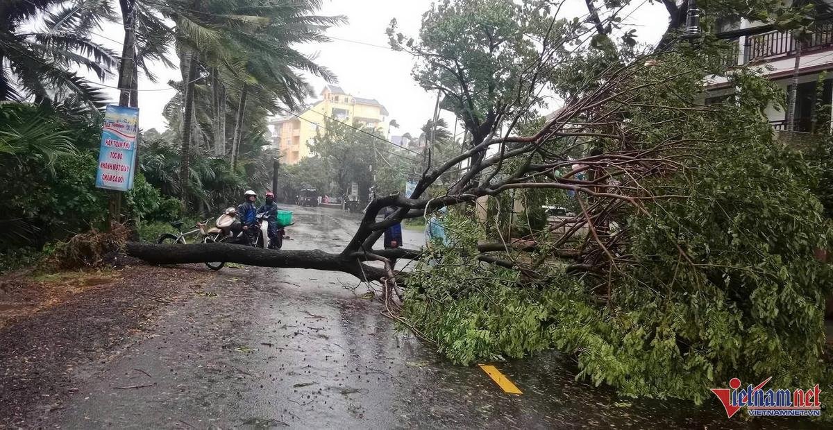 Bão Trà Mi sắp đổ bộ: Cây xanh đổ hàng loạt tại Đà Nẵng, sóng biển dâng cao biển Quảng Nam Ảnh 4