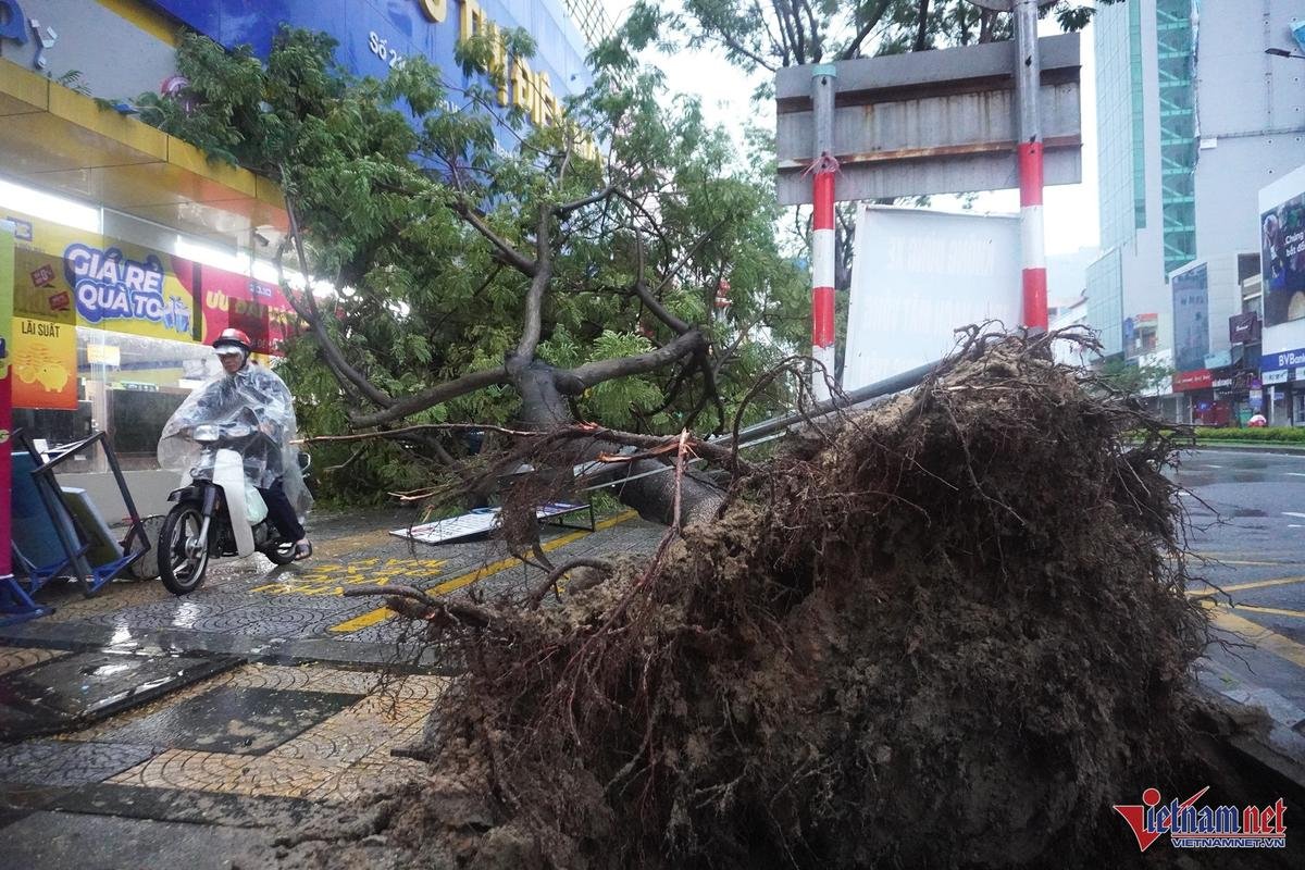 Bão Trà Mi sắp đổ bộ: Cây xanh đổ hàng loạt tại Đà Nẵng, sóng biển dâng cao biển Quảng Nam Ảnh 1