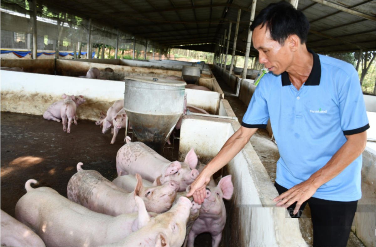 Trở thành tỷ phú nông dân khi trồng loại cây 'đẻ ra vàng' Ảnh 2