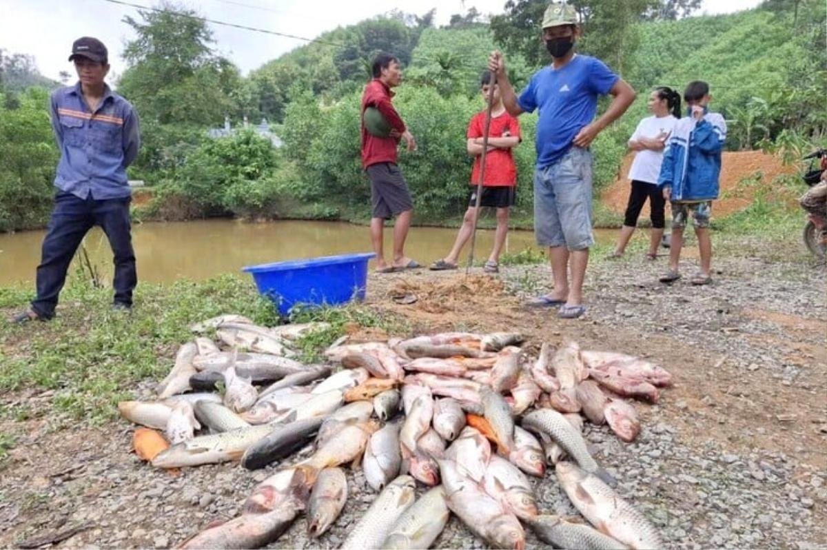 Đã bắt được kẻ đầu độc ao cá hàng xóm, khiến cho nhiều ao không còn cá Ảnh 2