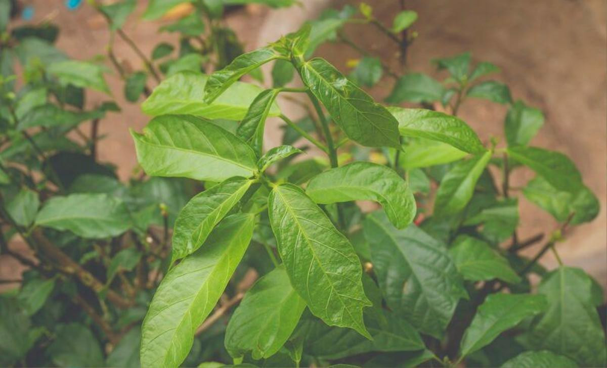 Loại rau xưa làm hàng rào chẳng ai biết, nay thành đặc sản được dân sành ăn ưa chuộng, 110.000 đồng/kg Ảnh 1