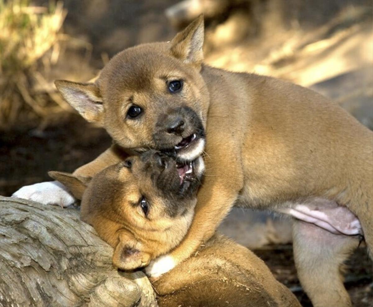 Ngỡ đã tuyệt chủng, giống chó 'biết hát' quý hiếm xuất hiện trở lại sau 50 năm Ảnh 3