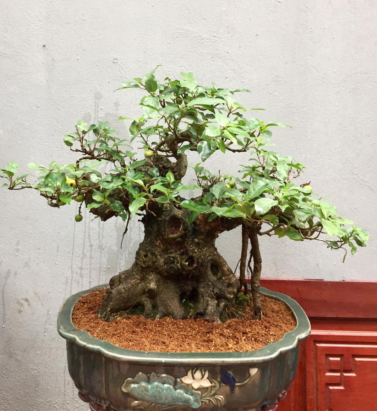 Loại cây xưa đầy nay 'lên chậu' thành bonsai, Tết Nguyên đán tấp nập khách mua vì hút tài lộc Ảnh 2