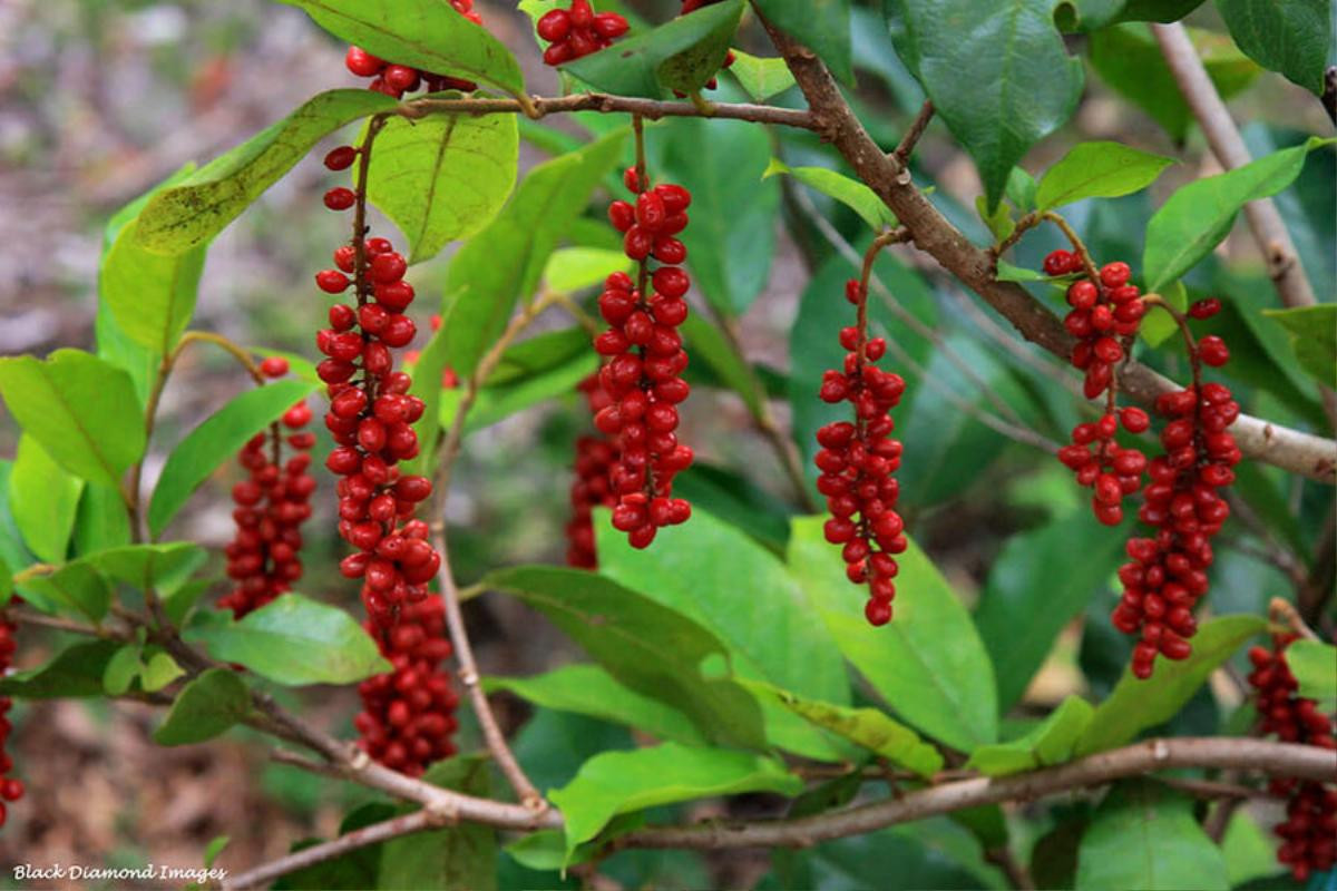 Loại quả xưa rụng đầy ít ai ăn, giờ thành đặc sản được dân phố 'săn lùng', 50.000 đồng/kg Ảnh 1