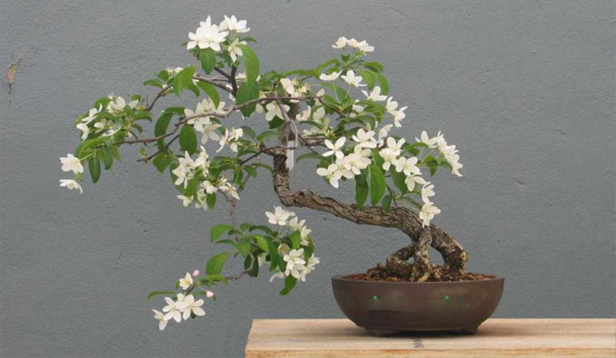 Loại cây tỏa mùi thơm lạ, nay thành bonsai được ưa chuộng trong dịp Tết vì mang ý nghĩa may mắn Ảnh 1