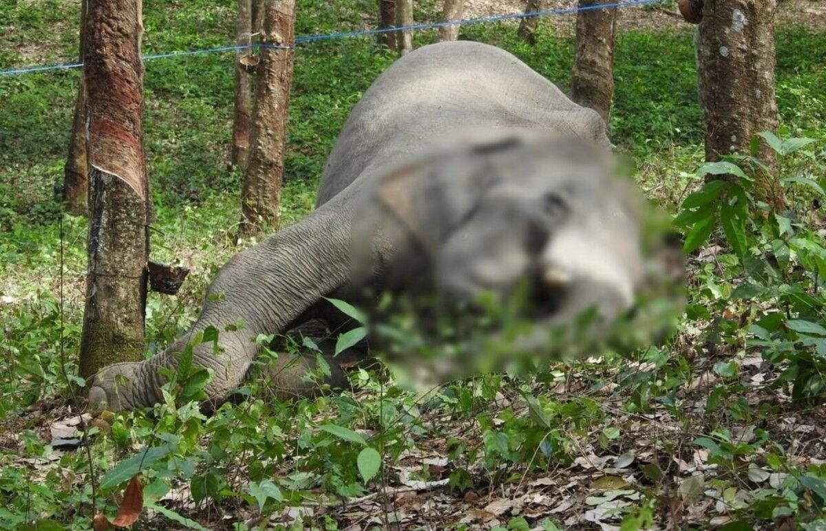 Đi làm thuê ở vườn cao su, nam công nhân bàng hoàng khi chứng kiến cảnh tượng đau lòng Ảnh 2