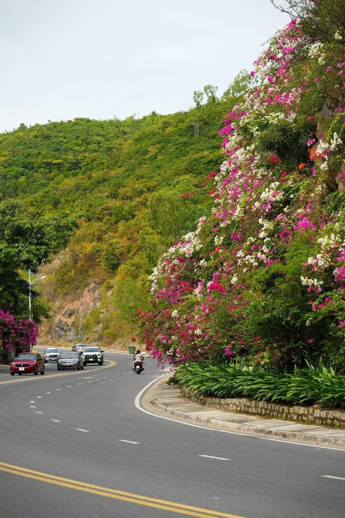 Đẹp ngẩn ngơ sắc hoa giấy tô điểm cho cung đường đèo Lương Sơn Nha Trang Ảnh 1