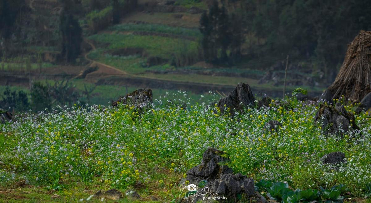 Đẹp mộng mơ một mùa Xuân ở Lao Xa, Hà Giang Ảnh 7